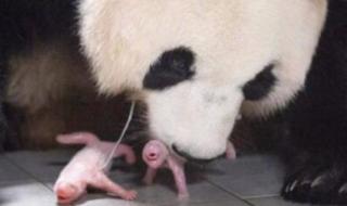 大熊猫华妮生下双胞胎