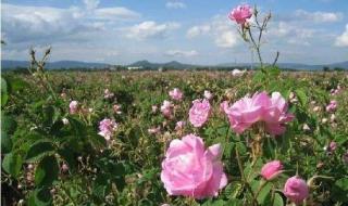 保加利亚玫瑰谷什么气候
